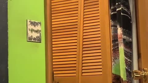 Closet Can't Keep Out Cat