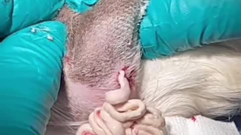 Incredibly Large Abscess Drained From Guinea Pig by Vet