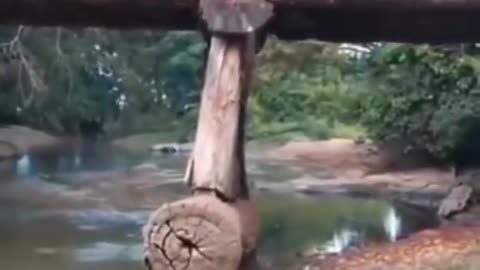 Logging Truck fails by crossing woodbridge