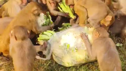 cute monkey very funny eating moments vdo