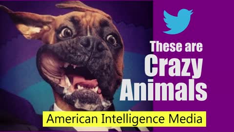 Crazy animals and lowlife dogs