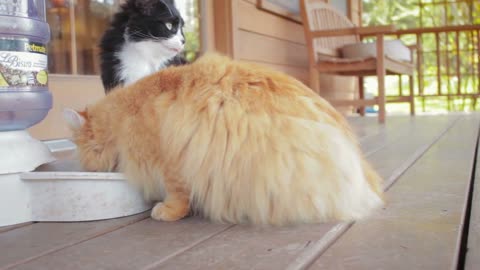 Dolly Shot of Cute Cats Eating on Porch
