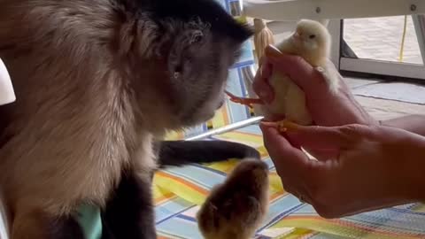 Surprise in the chicken coop today!! #breakingnews #capuchins #family #monkey #pets #gaitlynrae