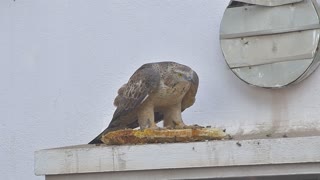 Honey Buzzard Hunts Honey Bees Nest