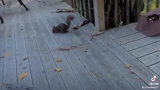 Sly Squirrel
