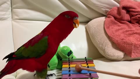 "Plays music" Birb : "AAAAAAAAHHHHH"