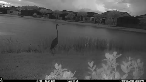 Nighttime back yard visitor