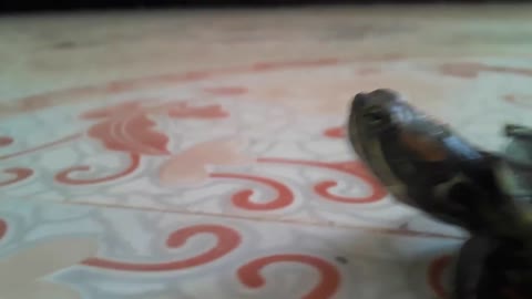 My cute red eared slider turtle 😊😊