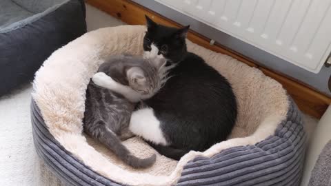 Cat & Kitten Snuggle & Purr