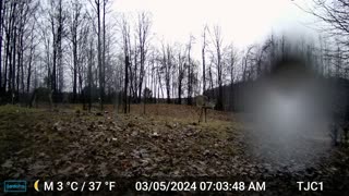 Deer Curious About Camera