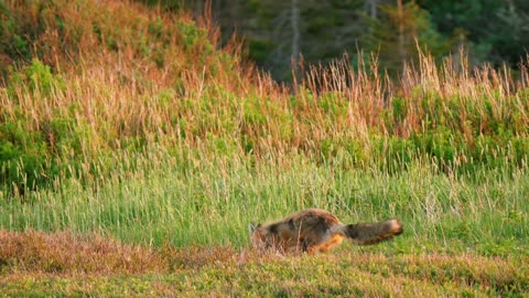 Natural beauty and wildlife.