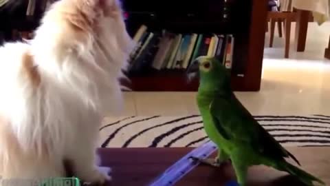 Green parrot and cute cat