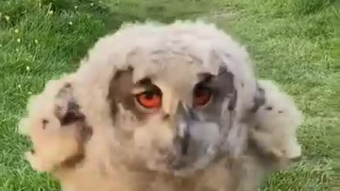 Animal emotional videos