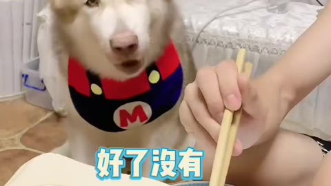 可爱听话的狗狗 cute obedient dog