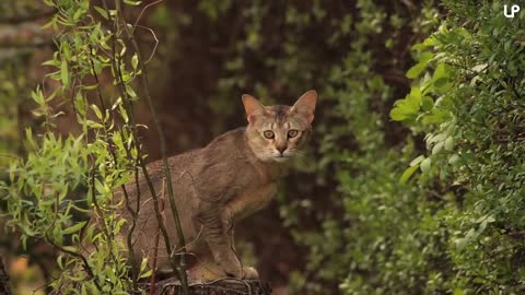 10 Biggest Cat Breeds