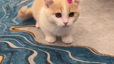 Little golden gradient cat tired of playing with toys
