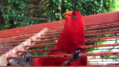 funny parrot playing