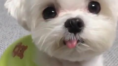 Animals SO Cute! Cute baby Dog video