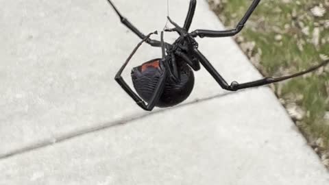 Big Black Widow Spider Dangles From Web