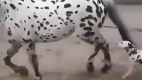 🤔😂 Mommy mommy... a Dalmatian dog is convinced he has found his mother