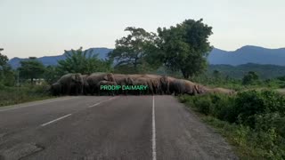 Elephant cross the raod group of elephant