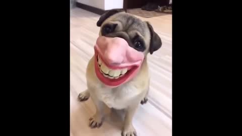 Clown dog and other funny animals