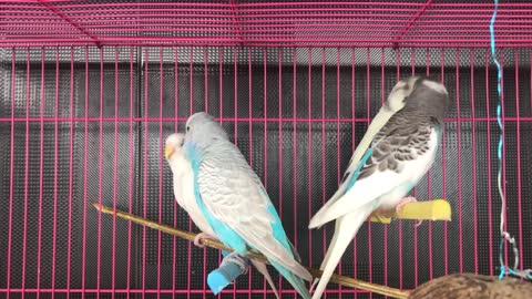 #Lovebirds Inside the Cage