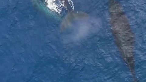 Does anyone know why whales spray water?
