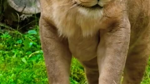 tiger || 4k videos animals 😱 #shorts