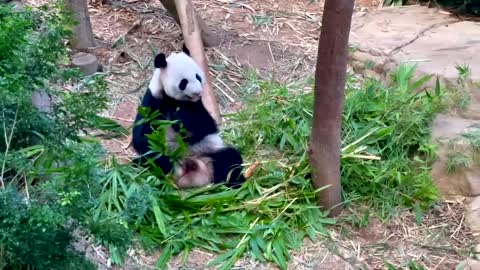 Giant Panda