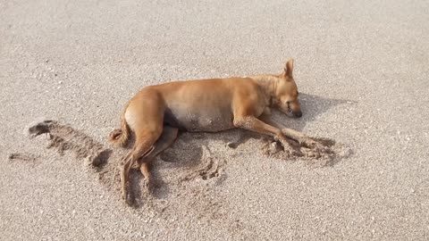 Dogs Nap on the Beach