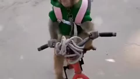 Hilarious monkey riding bike as if is going to school