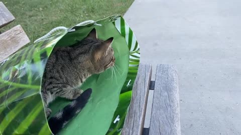 Stray Cat Climbs into Person's Bag || ViralHog