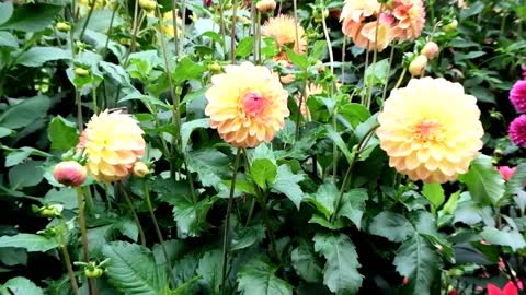 Beautiful Flower Garden in Canada, The Butchart Gardens-13