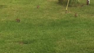 Back yard bunnies