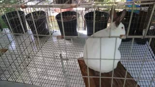 Breeding Meat Rabbits