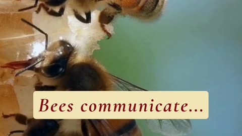 DID YOU KNOW THAT BEES COMMUNICATE TO EACH OTHER?