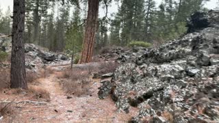 3X Triple Speed Volcanic Pine Forest Hiking – Central Oregon – Edison Sno-Park