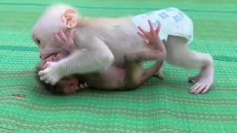 Monkey and child playing together. wait for end