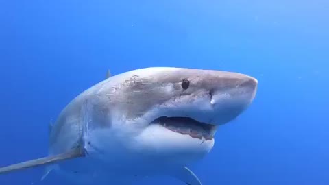 Shark Attack deep blue