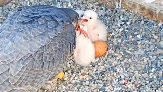 Mother Peregrine Falcon takes good care of her baby