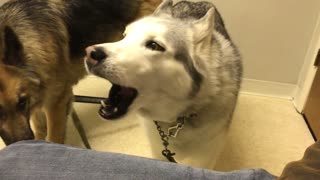 Stubborn Husky loudly protest vet while in waiting room