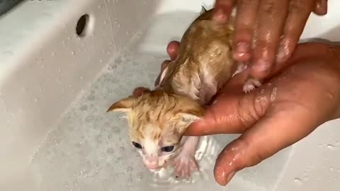 Rescuing a homeless kitten looking for its mother on the way of trains
