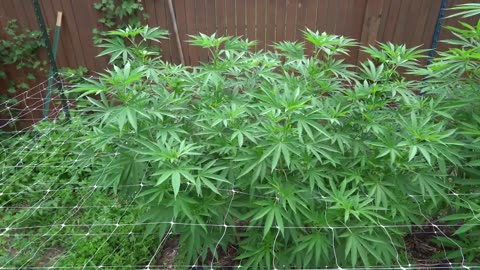 2023 Outdoor Cannabis Garden Tour | Garden Update [#10] - July 12