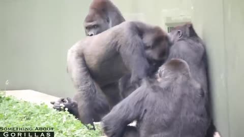 Animal mating funny gorilla