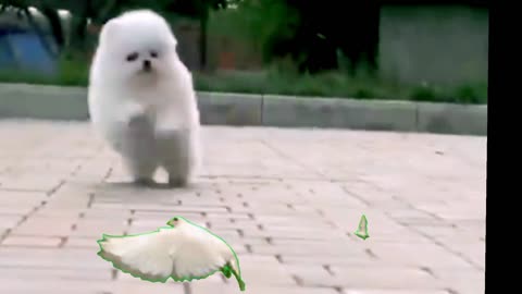 Cute dog | cutest dog in the world | cute dog clips 2023