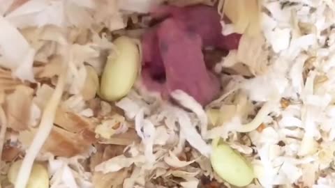 Baby hamster puppies 2 days