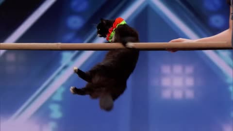 The Savitsky Cats: Super Trained Cats Perform Exciting Routine - FULL VIDEO