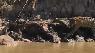 Onça pintada ataca sucuri,jaguar attacks anaconda