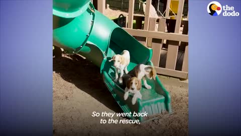 Foster Mom Works Up A Sweat Giving Hound Puppies A Bath | The Dodo Foster Diaries